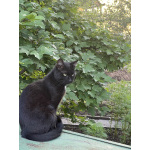 Котята-подростки