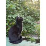 Котята-подростки
