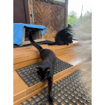 Котята-подростки