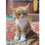 Котята Мейн-кун
