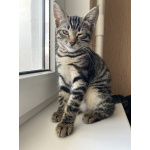 Котенок бесплатно