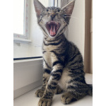 Котенок бесплатно