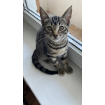Котенок бесплатно