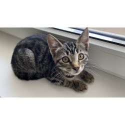 Котенок бесплатно
