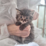Чудесные котята Тим и Том в добрые руки.