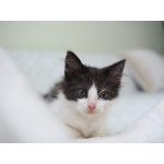 Малыш Босик, котик в шляпе. Котенок в добрые руки.