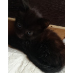 Котятки-ребятки ищут дом