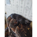 Бенгальский Леопард