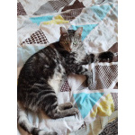 красивая кошка бенгальского окраса