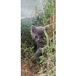 Кошечка очаровательная