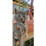 Кошечка очаровательная