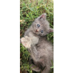 Кошечка очаровательная