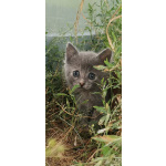 Кошечка очаровательная