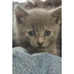 Кошечка очаровательная