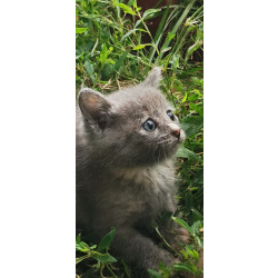 Кошечка очаровательная