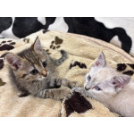 Малыши Микки и Мия, пушистые комочки. Котята в добрые руки.
