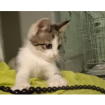 Очаровашка Клёпа. Котенок в добрые руки.