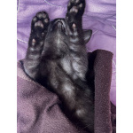 Крохотная котёнок девочка в добрые руки