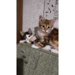 Маленькие котята в добрые руки