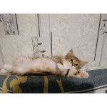 Маленькие котята в добрые руки