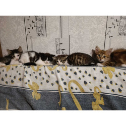 Маленькие котята в добрые руки