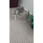 Умненькие котятки
