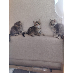 Умненькие котятки