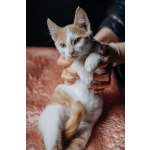 Котята Симба и Пуфик ищут дом!
