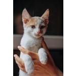 Котята Симба и Пуфик ищут дом!