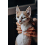 Котята Симба и Пуфик ищут дом!