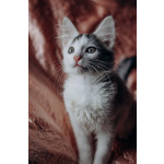 Котята Симба и Пуфик ищут дом!