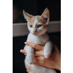 Котята Симба и Пуфик ищут дом!