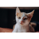 Котята Симба и Пуфик ищут дом!