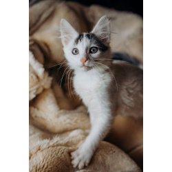 Котята Симба и Пуфик ищут дом!