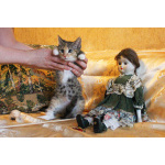 Котенок девочка трехцветная Флора, 2 месяца, ищет дом