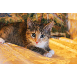 Котенок девочка трехцветная Флора, 2 месяца, ищет дом