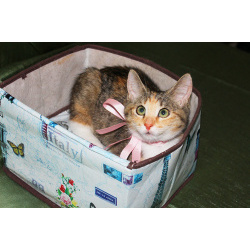 Котенок девочка трехцветная Флора, 2 месяца, ищет дом