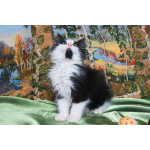 Котенок черно-белый мальчик Триша ищет дом
