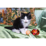 Котенок черно-белый мальчик Триша ищет дом