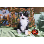 Котенок черно-белый мальчик Триша ищет дом