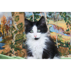 Котенок черно-белый мальчик Триша ищет дом