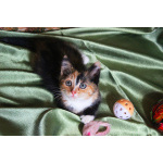 Котенок девочка трехцветная Розочка ищет дом