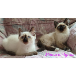 Невские маскарадные