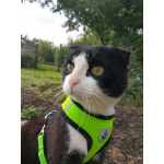 Котик Феликс