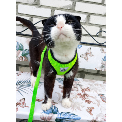 Котик Феликс