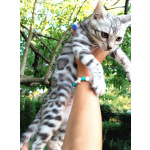 Бенгальские котята