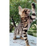 Бенгальские котята