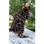 Бенгальские котята