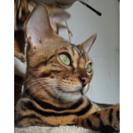 Бенгальские котята