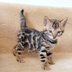 Бенгальские котята